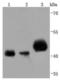 Pyruvate Dehydrogenase E1 Alpha 1 Subunit antibody, A01906-3, Boster Biological Technology, Western Blot image 