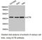 Chaperonin Containing TCP1 Subunit 4 antibody, LS-C193010, Lifespan Biosciences, Western Blot image 