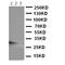 TNF Receptor Superfamily Member 4 antibody, orb107639, Biorbyt, Western Blot image 