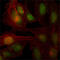 Zinc Finger And BTB Domain Containing 7B antibody, abx016024, Abbexa, Enzyme Linked Immunosorbent Assay image 