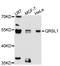 Glutaminyl-TRNA Amidotransferase Subunit QRSL1 antibody, abx127025, Abbexa, Western Blot image 