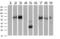 Neuroplastin antibody, MA5-25877, Invitrogen Antibodies, Western Blot image 