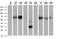 Neuroplastin antibody, MA5-25877, Invitrogen Antibodies, Western Blot image 