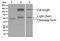 Kininogen 1 antibody, ab124737, Abcam, Western Blot image 