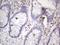 POU Class 2 Homeobox Associating Factor 1 antibody, NBP2-45374, Novus Biologicals, Immunohistochemistry frozen image 