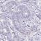 Torsin 1A Interacting Protein 2 antibody, HPA058348, Atlas Antibodies, Immunohistochemistry frozen image 