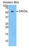 Carboxyl Ester Lipase antibody, abx102774, Abbexa, Western Blot image 