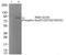 Ribosomal Protein S6 Kinase A1 antibody, PA5-37829, Invitrogen Antibodies, Western Blot image 