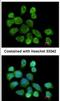 Glutathione S-Transferase Zeta 1 antibody, NBP1-33693, Novus Biologicals, Immunocytochemistry image 