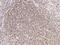 IKAROS Family Zinc Finger 1 antibody, 203744-T08, Sino Biological, Immunohistochemistry frozen image 