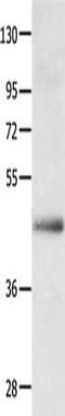 Apelin Receptor antibody, CSB-PA963250, Cusabio, Western Blot image 