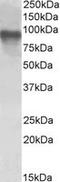 CREB Regulated Transcription Coactivator 2 antibody, LS-C139738, Lifespan Biosciences, Western Blot image 