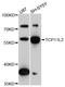 T-Complex 11 Like 2 antibody, LS-C748300, Lifespan Biosciences, Western Blot image 