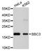 BCL2 Binding Component 3 antibody, STJ113103, St John
