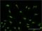 Serine And Arginine Rich Splicing Factor 6 antibody, H00006431-M02, Novus Biologicals, Immunofluorescence image 