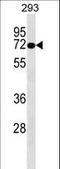 Otopetrin 2 antibody, LS-C158512, Lifespan Biosciences, Western Blot image 