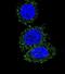 AKT Serine/Threonine Kinase 2 antibody, abx025205, Abbexa, Immunofluorescence image 