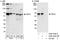 Proline Rich Mitotic Checkpoint Control Factor antibody, A302-340A, Bethyl Labs, Immunoprecipitation image 