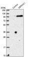 Serine Incorporator 1 antibody, NBP1-81423, Novus Biologicals, Western Blot image 