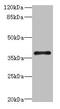 Succinate Receptor 1 antibody, CSB-PA022921LA01HU, Cusabio, Western Blot image 