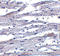 DExD/H-Box Helicase 58 antibody, LS-C19644, Lifespan Biosciences, Immunohistochemistry frozen image 