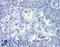 Ghrelin And Obestatin Prepropeptide antibody, LS-B3661, Lifespan Biosciences, Immunohistochemistry paraffin image 
