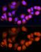 hMSH4 antibody, GTX64804, GeneTex, Immunocytochemistry image 