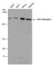 Insulin Like Growth Factor 2 Receptor antibody, GTX130109, GeneTex, Western Blot image 