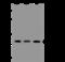 Endothelin Converting Enzyme 1 antibody, 201219-T32, Sino Biological, Western Blot image 