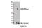 Aryl Hydrocarbon Receptor Nuclear Translocator Like antibody, 13936S, Cell Signaling Technology, Western Blot image 