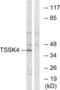 Testis Specific Serine Kinase 4 antibody, LS-C120427, Lifespan Biosciences, Western Blot image 