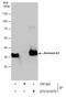 Annexin A1 antibody, GTX101070, GeneTex, Immunoprecipitation image 