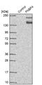 Formin Binding Protein 4 antibody, NBP2-14022, Novus Biologicals, Western Blot image 