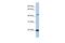 Zinc Finger Protein 581 antibody, PA5-41152, Invitrogen Antibodies, Western Blot image 