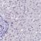 ATPase Family AAA Domain Containing 2 antibody, NBP2-14786, Novus Biologicals, Immunohistochemistry frozen image 