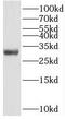 Tumor necrosis factor receptor superfamily member 13B antibody, FNab08825, FineTest, Western Blot image 