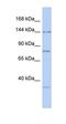 Drosha Ribonuclease III antibody, orb324893, Biorbyt, Western Blot image 