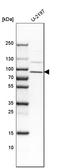 CANP antibody, HPA038637, Atlas Antibodies, Western Blot image 