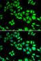 Cullin 1 antibody, LS-C331929, Lifespan Biosciences, Immunofluorescence image 