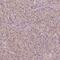 Sedoheptulokinase antibody, HPA064939, Atlas Antibodies, Immunohistochemistry paraffin image 