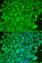 Sarcoglycan Epsilon antibody, 19-593, ProSci, Immunofluorescence image 