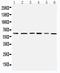 Pyruvate Dehydrogenase Kinase 1 antibody, PA1993, Boster Biological Technology, Western Blot image 