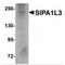 Signal Induced Proliferation Associated 1 Like 3 antibody, MBS150222, MyBioSource, Western Blot image 
