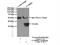 Cytochrome B5 Reductase 1 antibody, 11807-1-AP, Proteintech Group, Immunoprecipitation image 