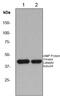 Protein Kinase CAMP-Activated Catalytic Subunit Alpha antibody, ab76238, Abcam, Western Blot image 