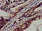 Cadherin 9 antibody, LS-C673811, Lifespan Biosciences, Immunohistochemistry paraffin image 
