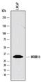 Homeobox B13 antibody, AF8156, R&D Systems, Western Blot image 