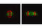 Tubulin antibody, 2148S, Cell Signaling Technology, Immunocytochemistry image 