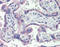 Nitric Oxide Synthase 3 antibody, A01604, Boster Biological Technology, Immunohistochemistry frozen image 