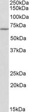 Solute Carrier Family 12 Member 2 antibody, 42-498, ProSci, Immunofluorescence image 